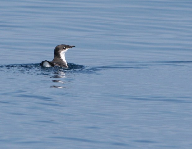 Xantus' Murrelet